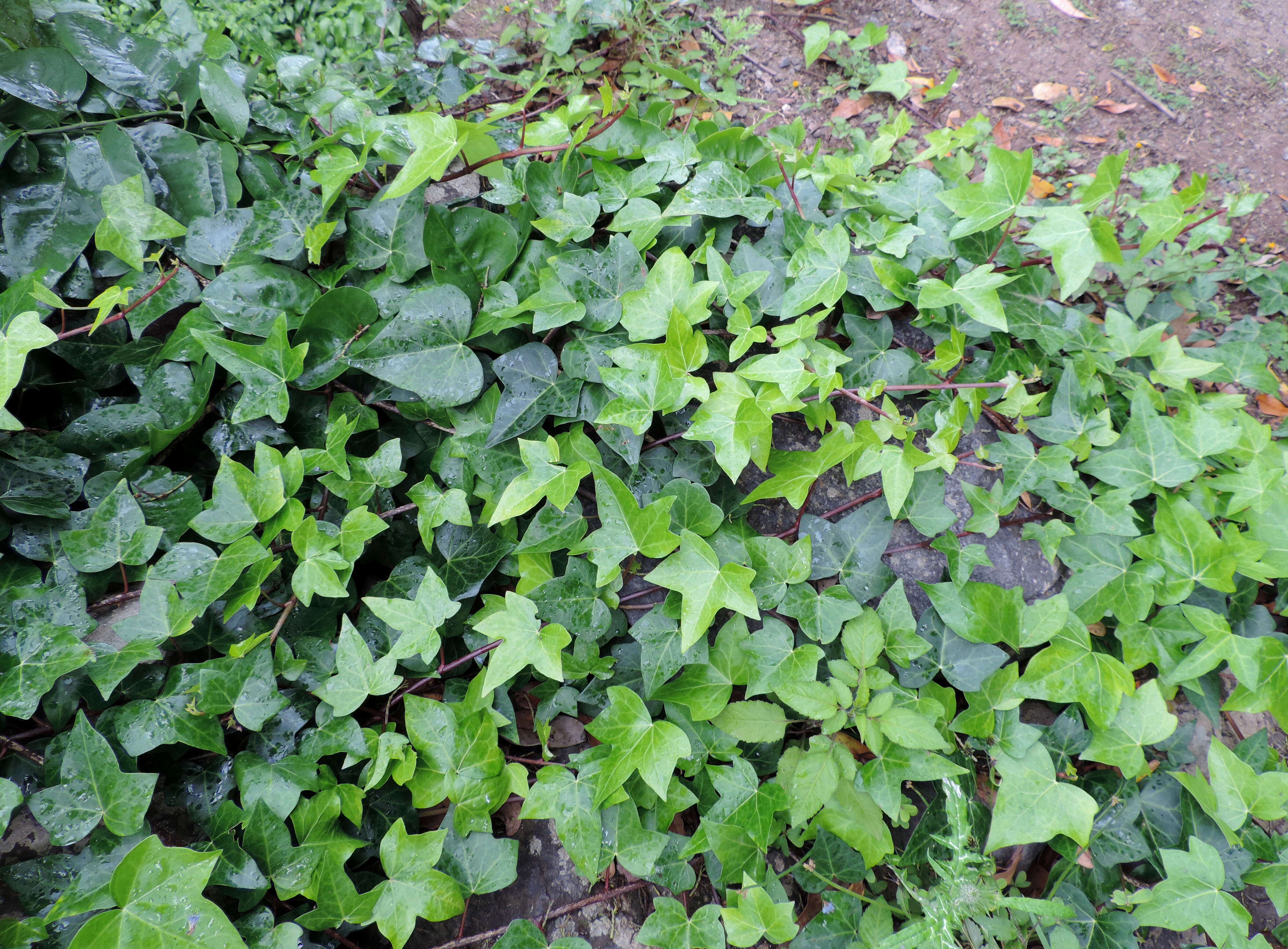 Image of Algerian ivy