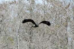 Image of Everglade snail kite