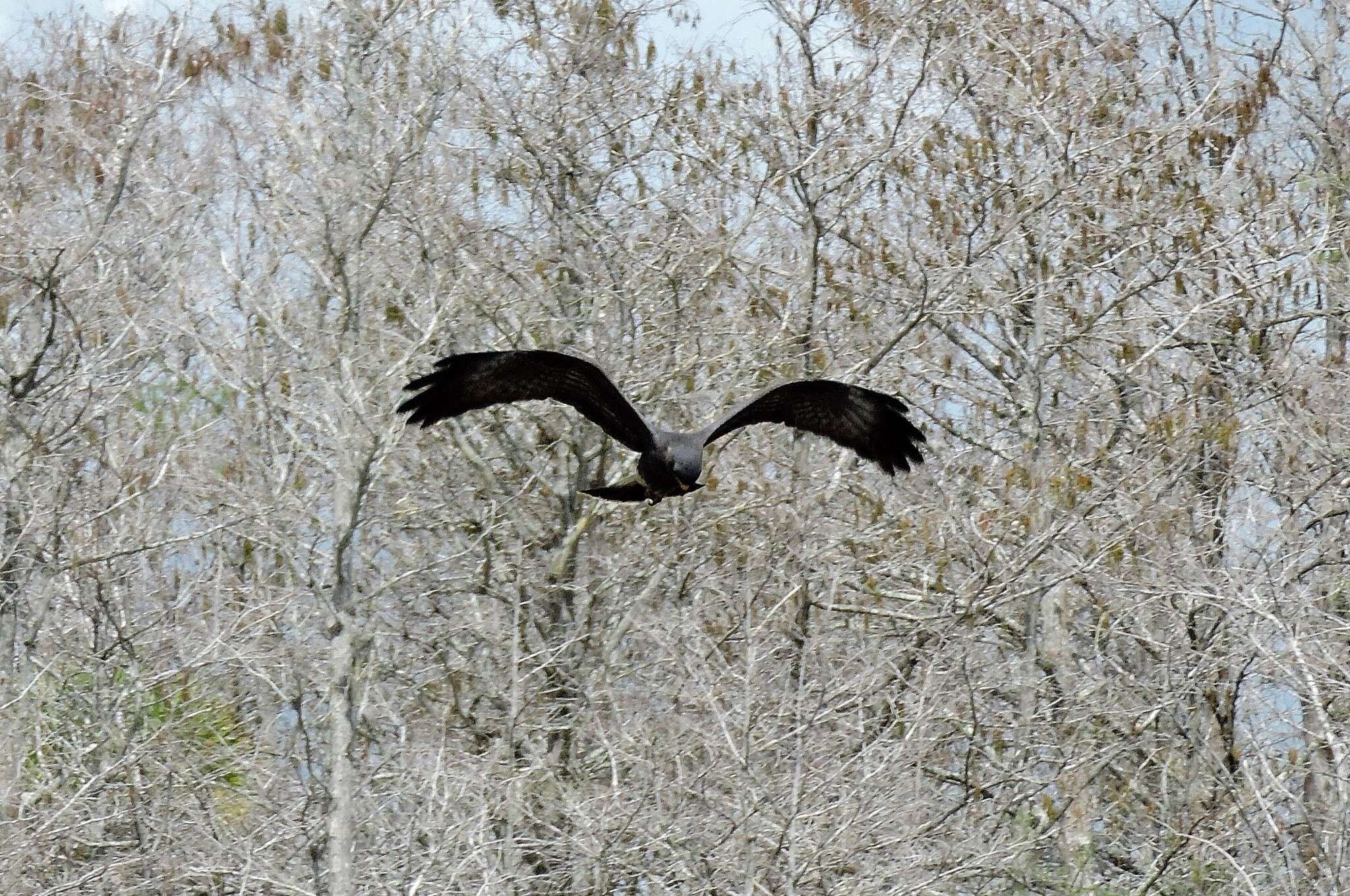 Image of Everglade snail kite