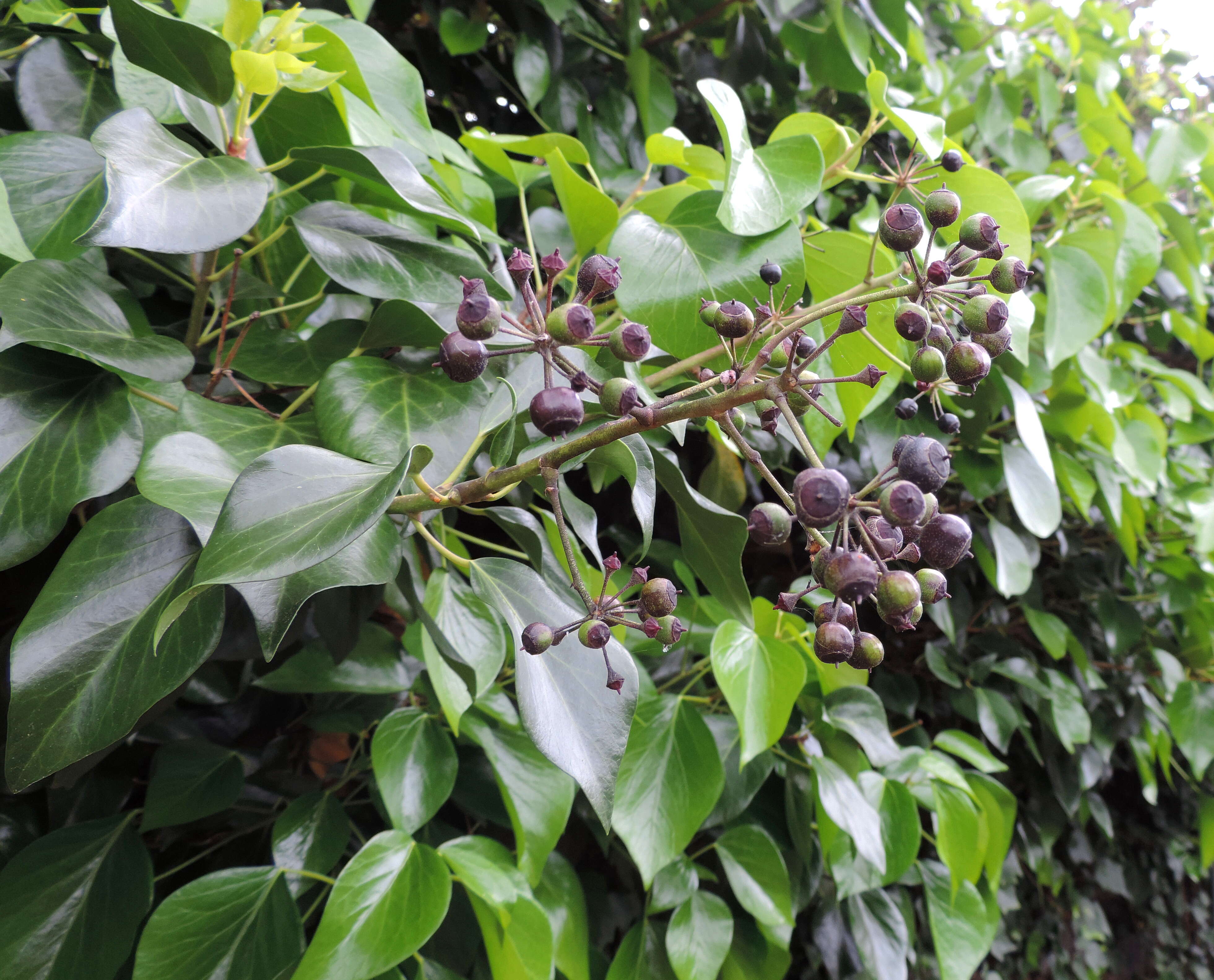 Image of Algerian ivy