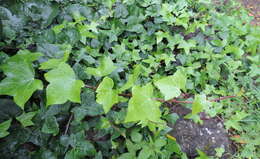 Image of Algerian ivy