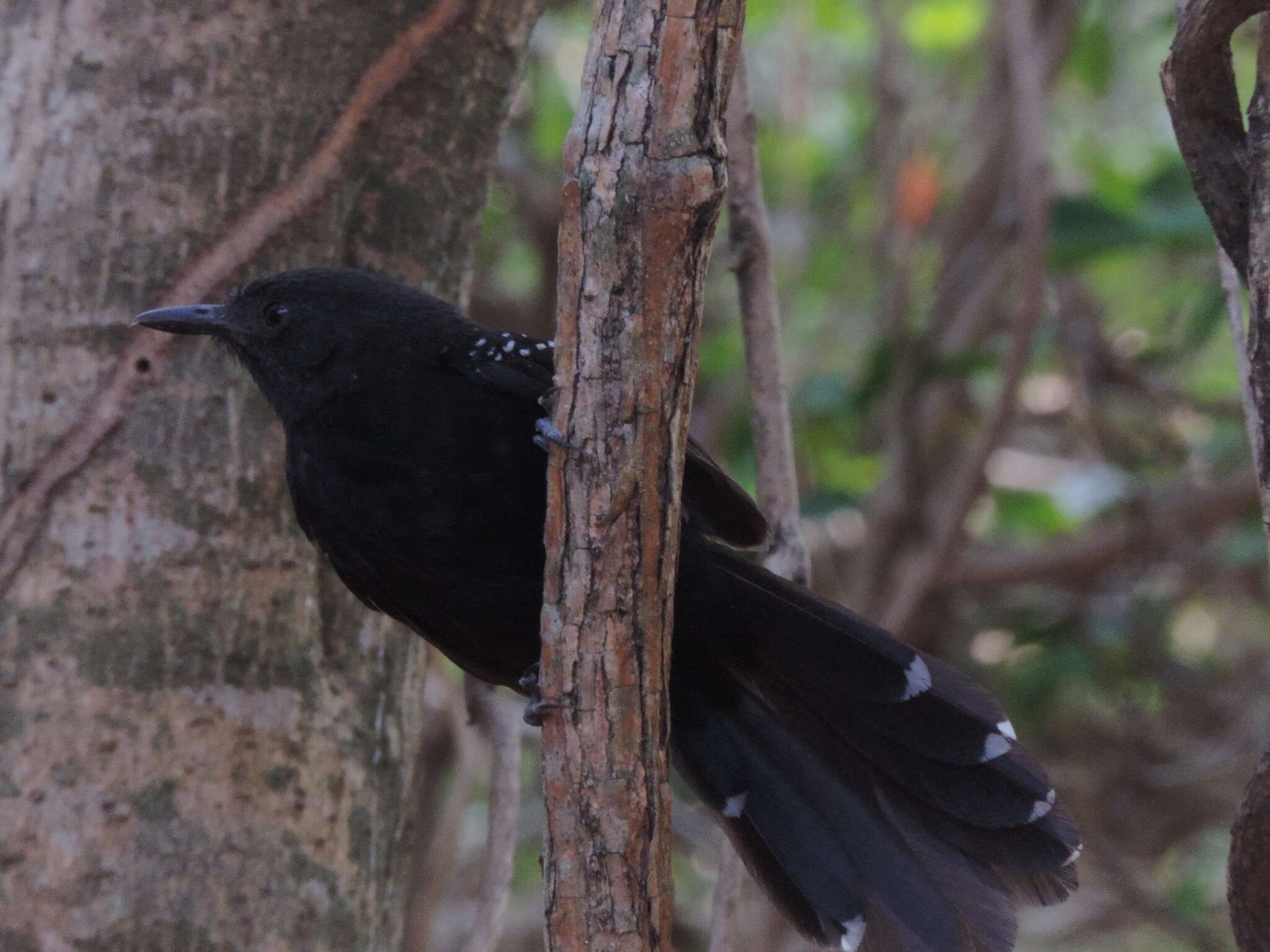 Image of Mato Grosso Antbird