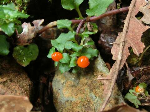 Imagem de Nertera granadensis (Mutis ex L. fil.) Druce