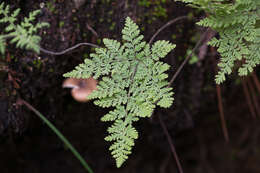 Image of Kaulfuss' lipfern