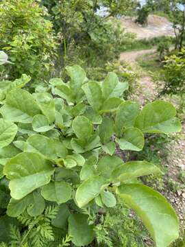 Image of Fraxinus chinensis subsp. rhynchophylla (Hance) A. E. Murray