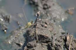 Image of Long Skimmer