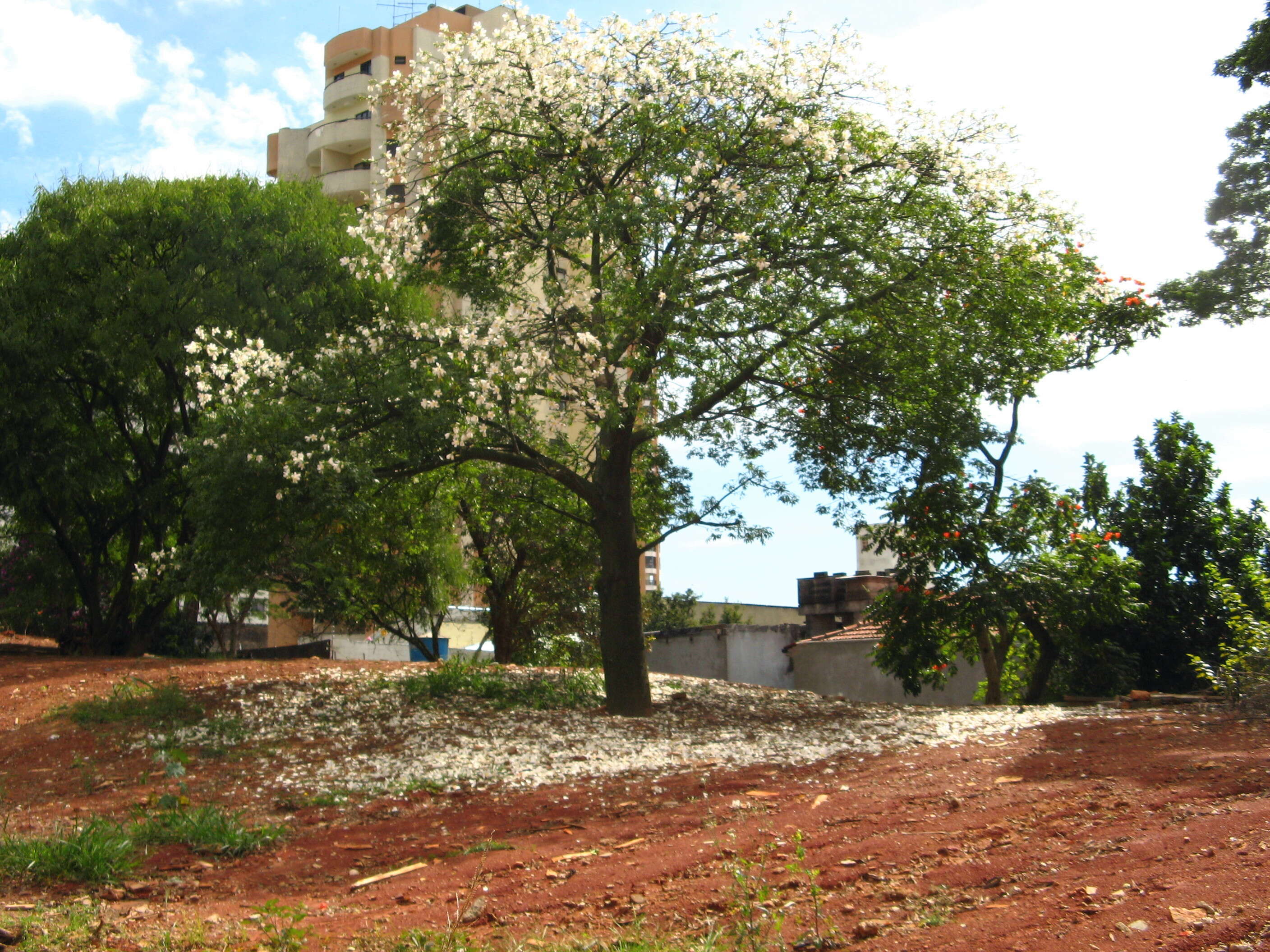 Image de Ceiba