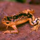 Image of Harlequin frog