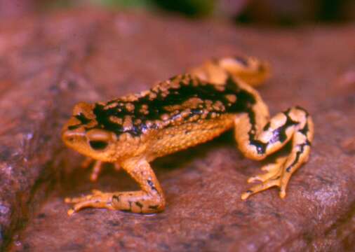 Image of Harlequin frog