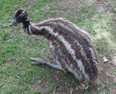 Image of Cassowaries and Emus