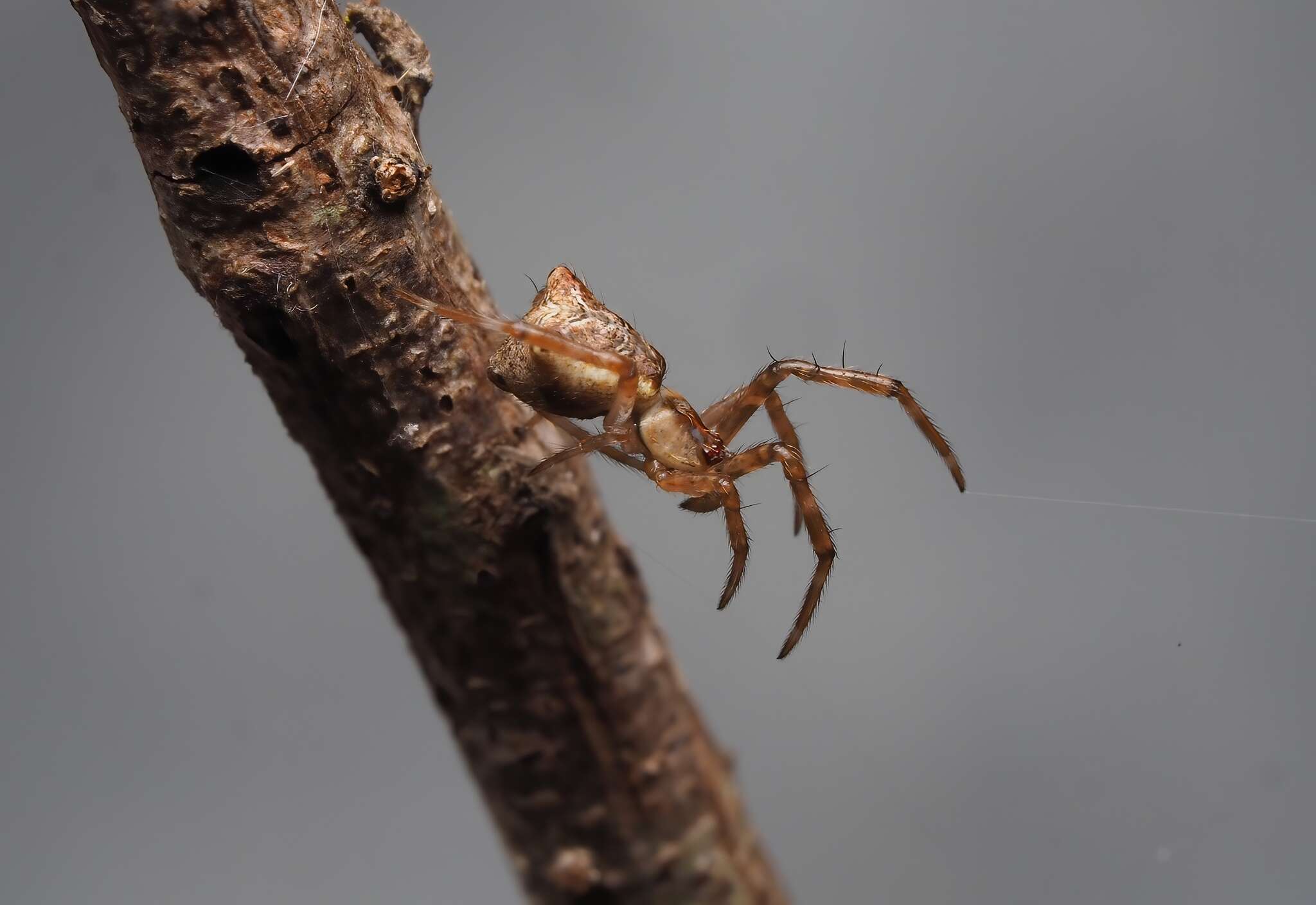 صورة Janula bicornis (Thorell 1881)