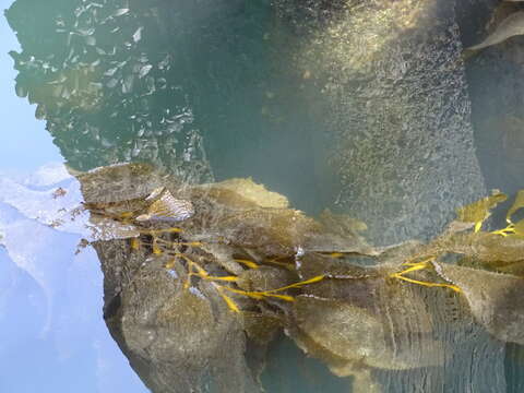 Image of Giant kelp