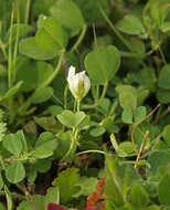 Image of Trifolium subterraneum subsp. oxaloides Bunge ex Nyman