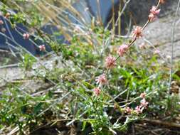 Image of longstem buckwheat