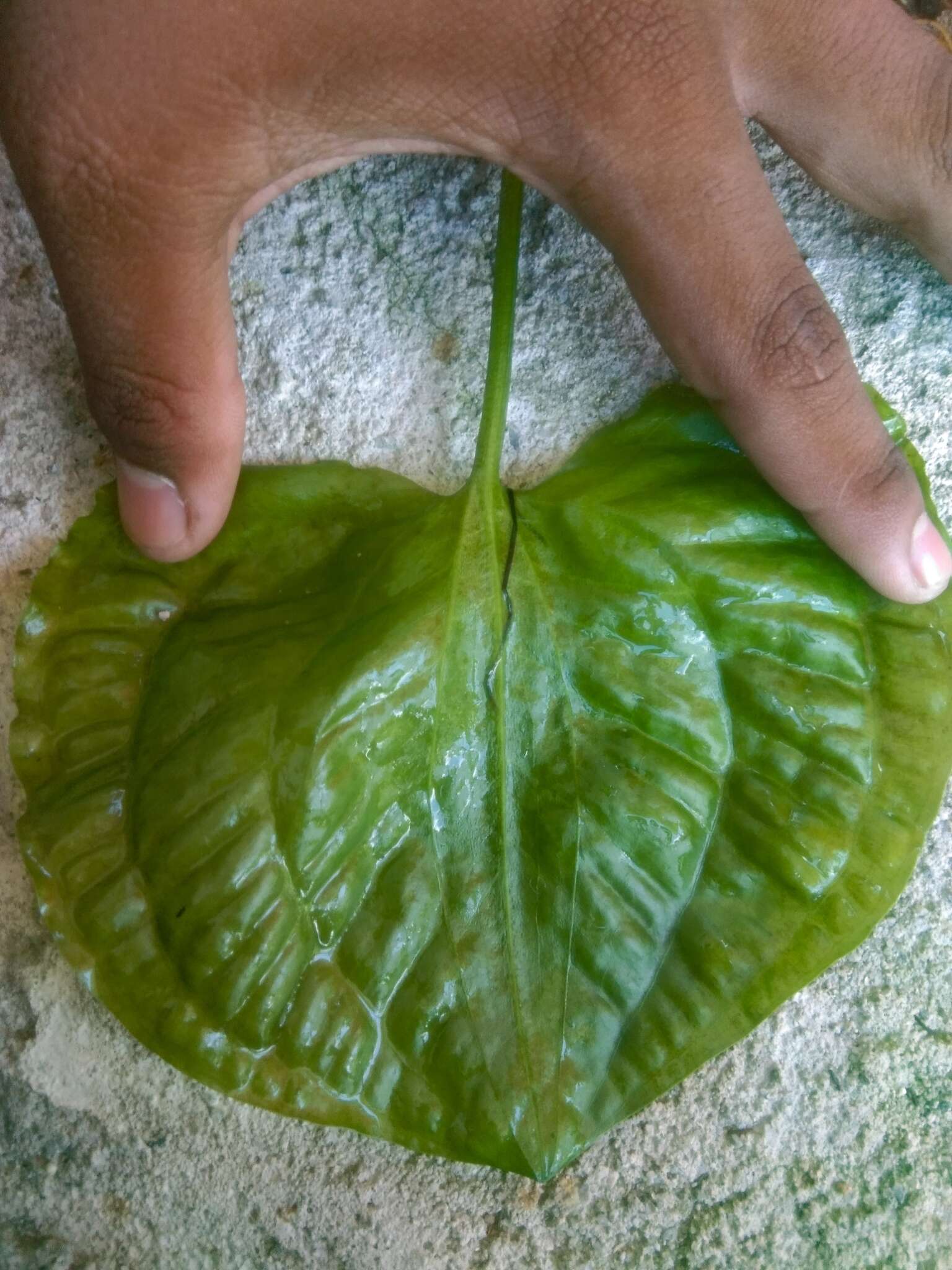 Image of Duck-Lettuce