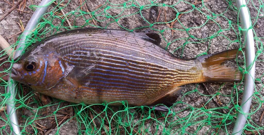 Image of Striped sea perch