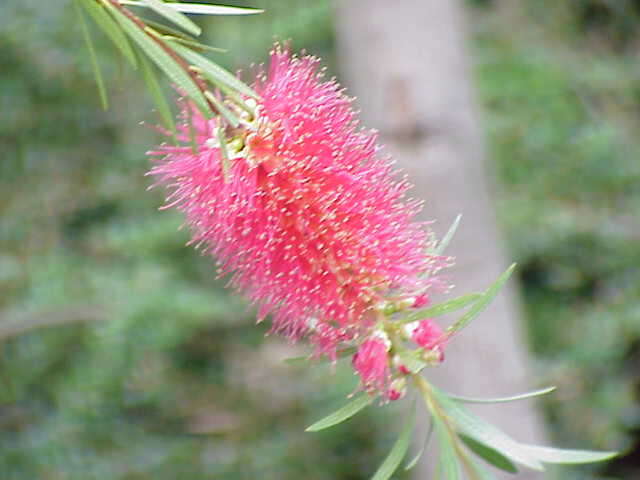 Sivun Callistemon linearifolius (Link) DC. kuva