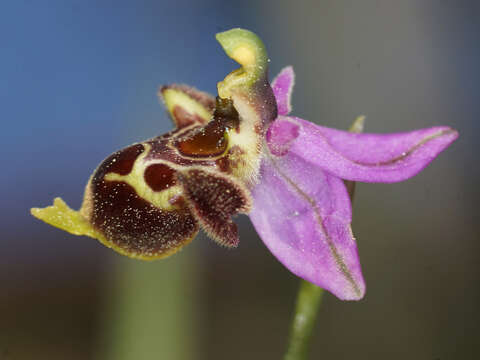 صورة Ophrys fuciflora subsp. heterochila