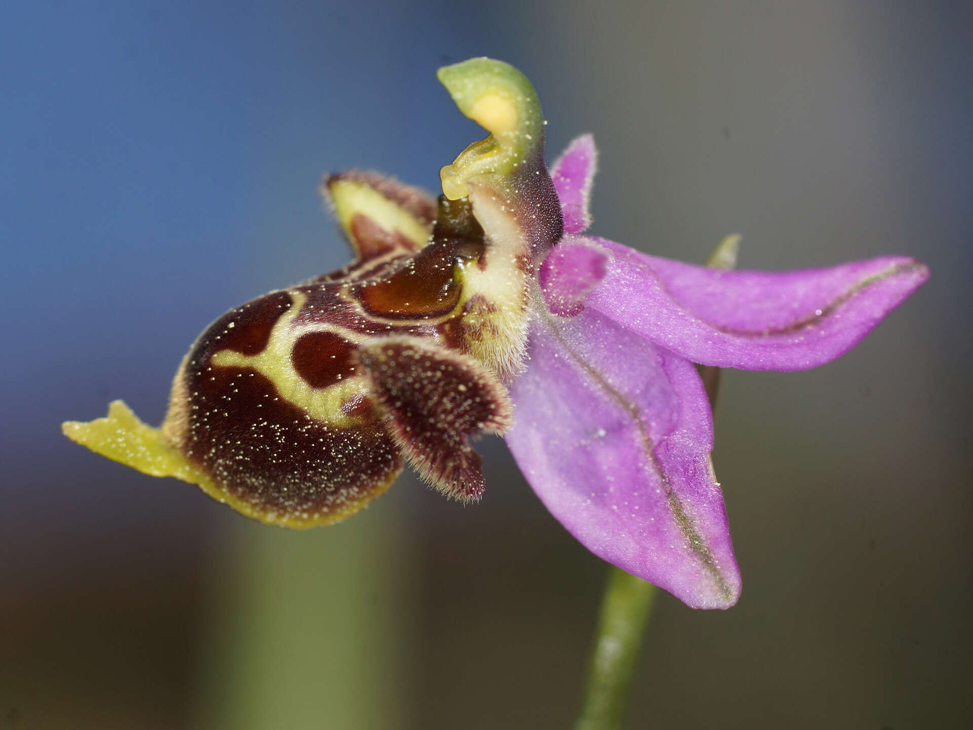 Image of Ophrys fuciflora subsp. heterochila