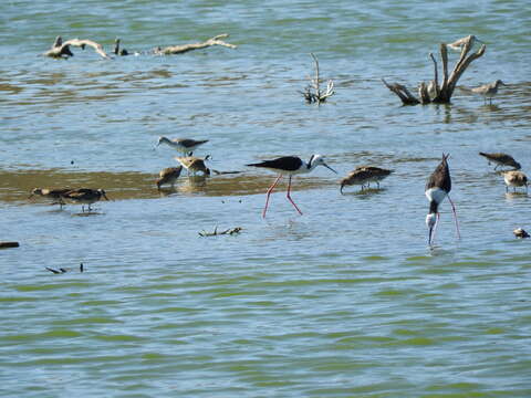 Image of Marsh Sandpiper