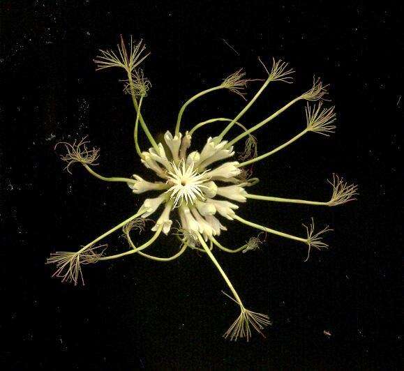 Image of Albizia adianthifolia var. adianthifolia