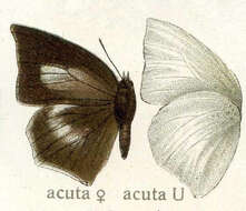 Image of Curetis acuta Moore 1877