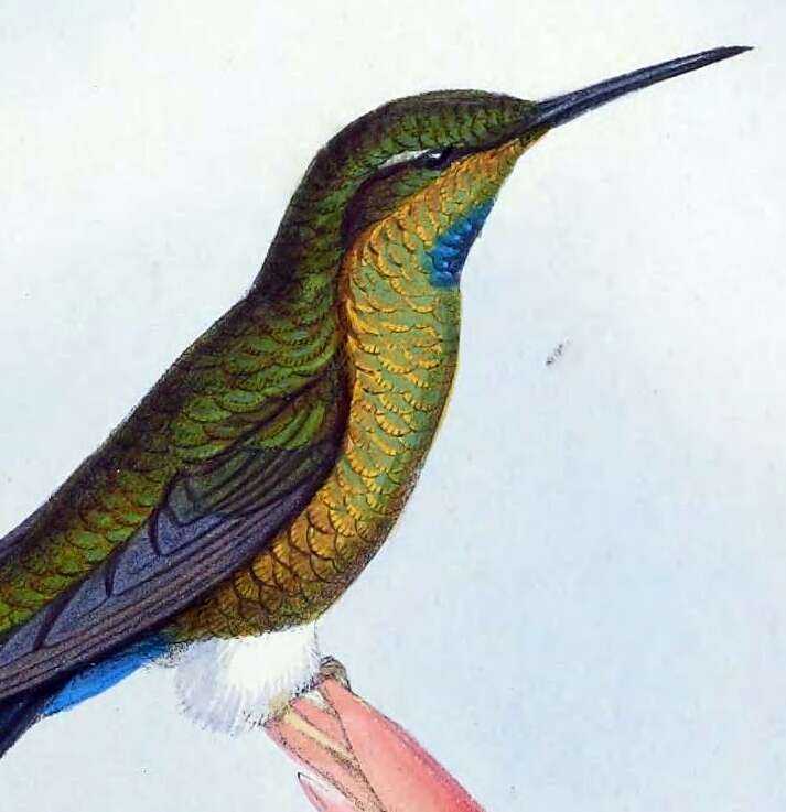 Image of Turquoise-throated Puffleg