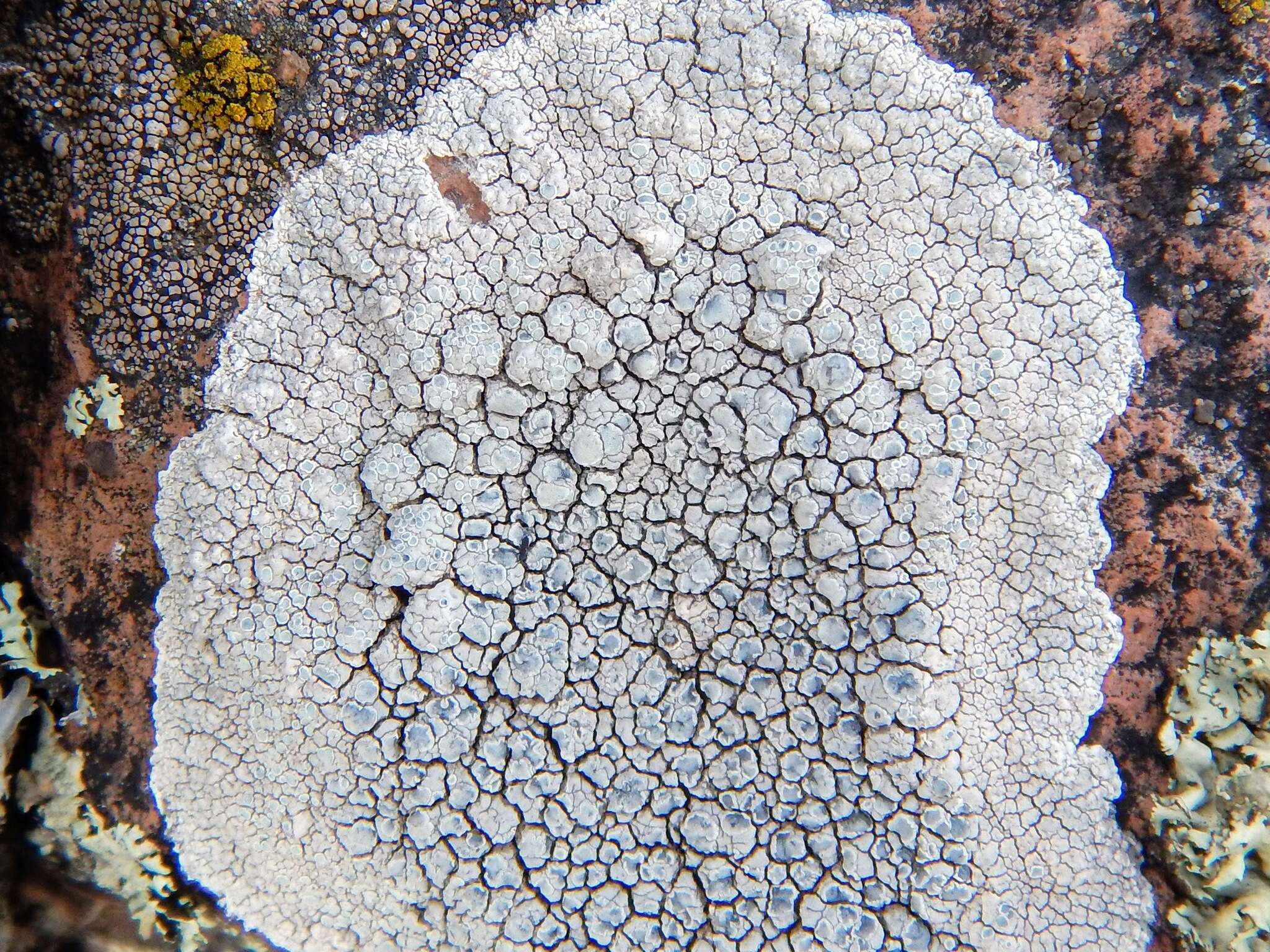 Lecanora rupicola (L.) Zahlbr. resmi