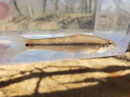 Image of Suckermouth Minnow