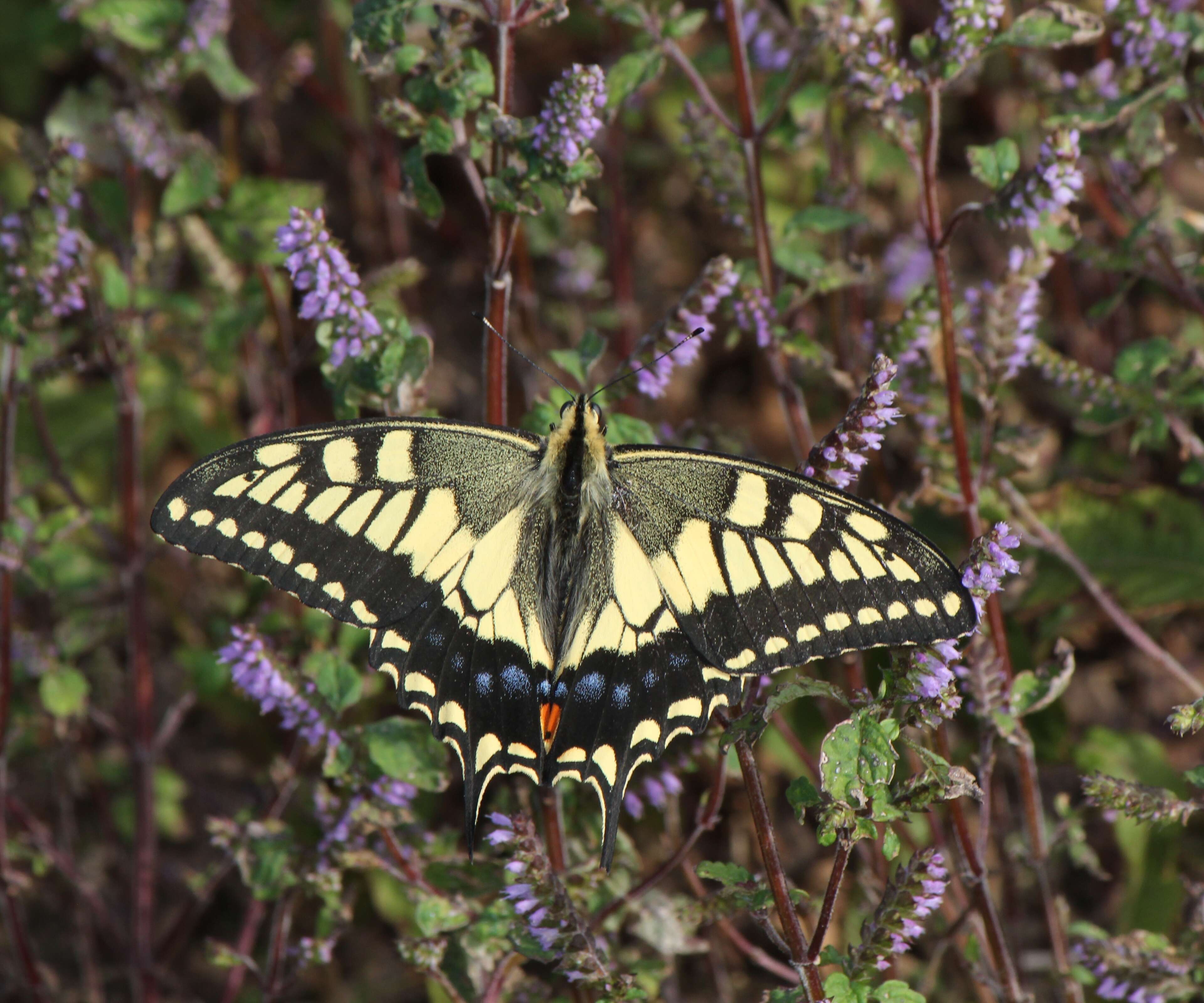 Image of crested latesummer mint