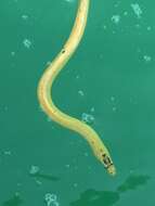 Image of Yellow-bellied sea snake