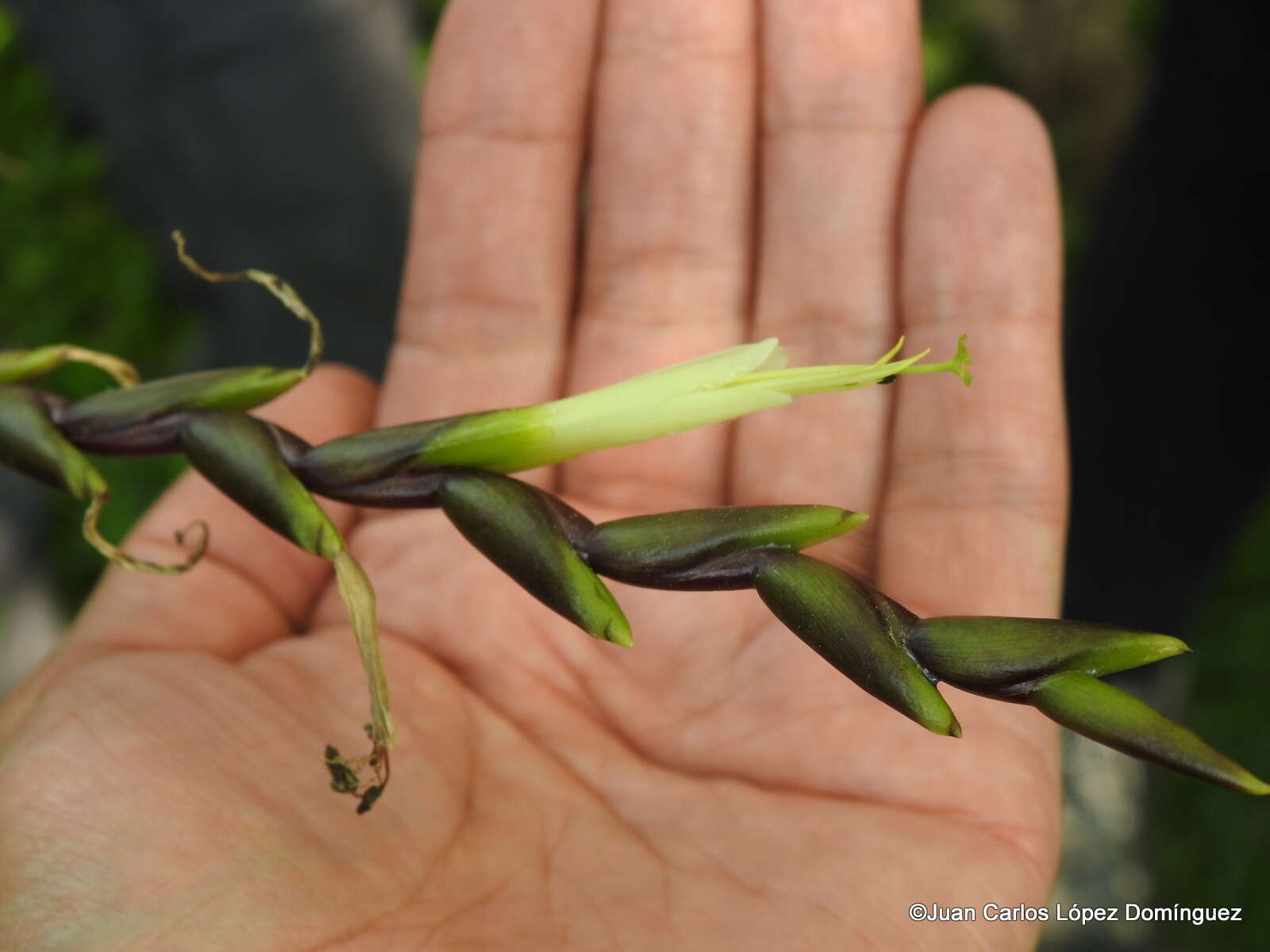 Tillandsia limbata Schltdl.的圖片