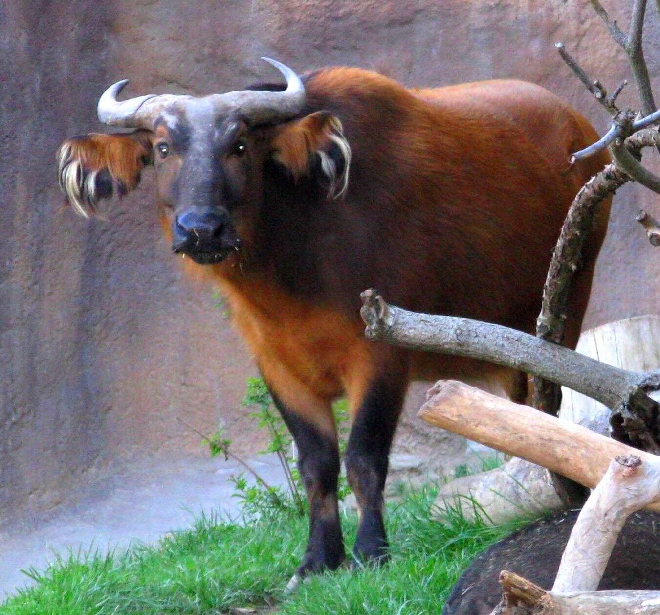 Image of African forest buffalo