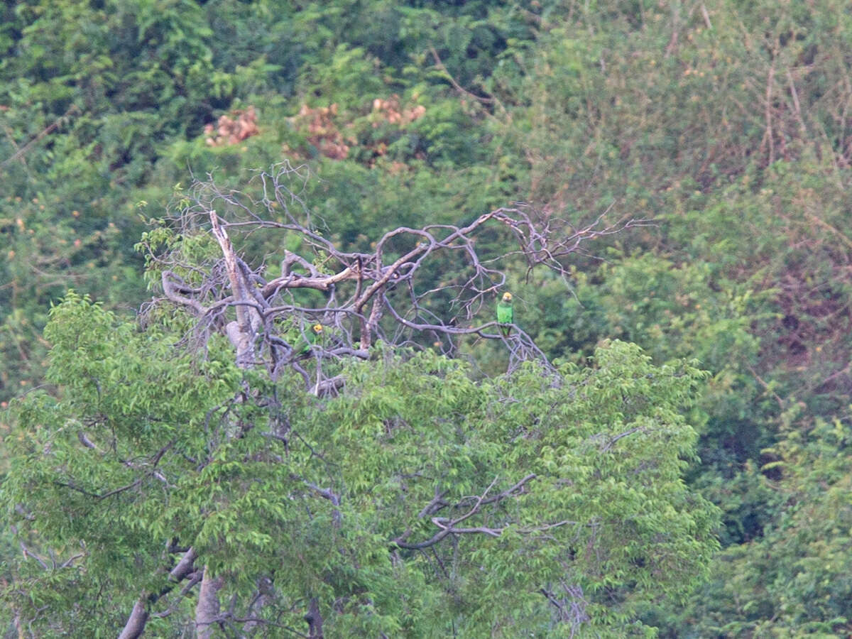 Image of Yellow-fronted Parrot