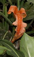 Image of Dieffenbachia oerstedii Schott