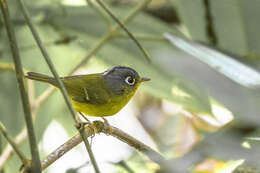 Image of White-spectacled Warbler