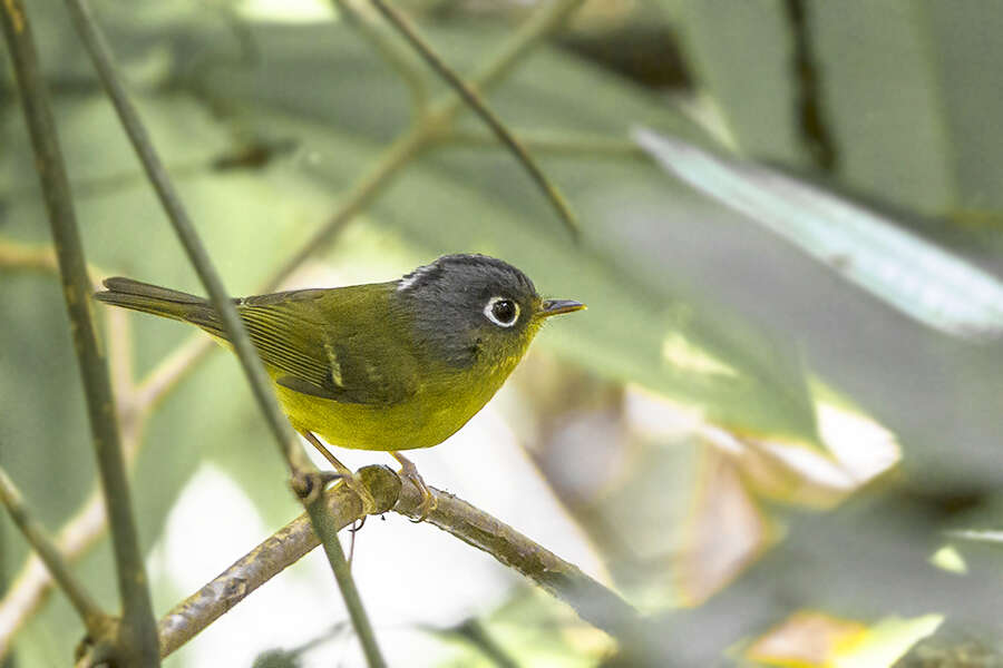 Image of White-spectacled Warbler