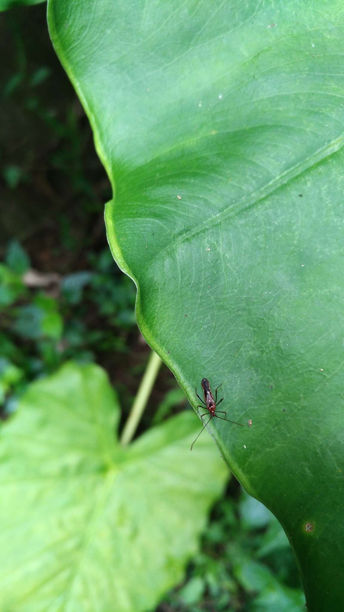 Слика од Helopeltis cinchonae Mann 1907