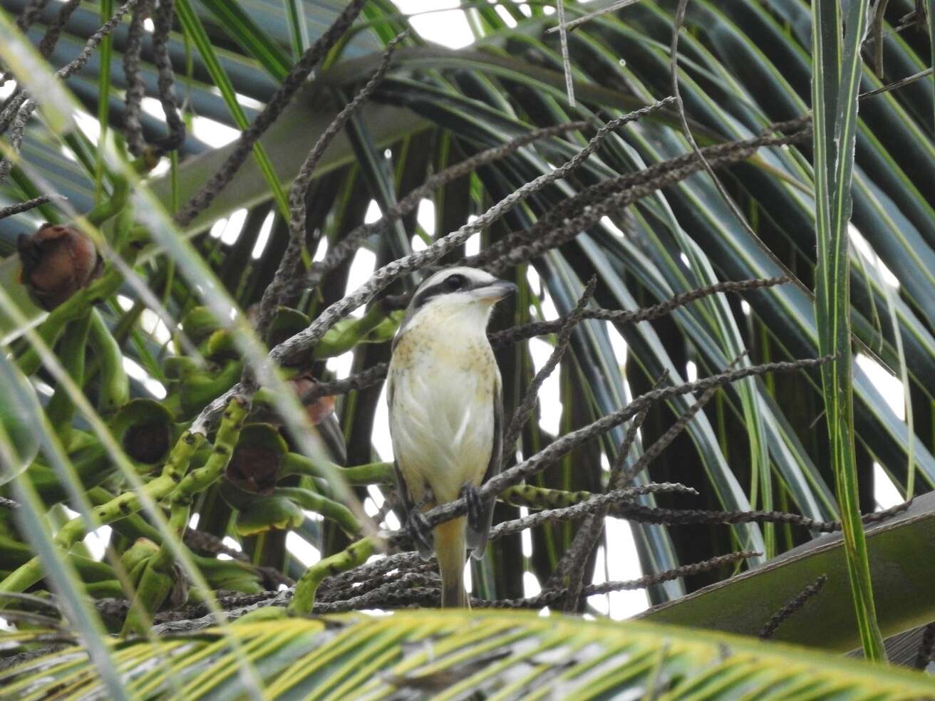 Image of Brown Shrike