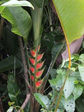 Heliconia wagneriana Petersen的圖片