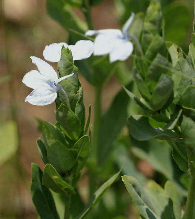 Слика од Ecbolium glabratum K. Vollesen