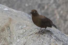 Image of Brown Dipper