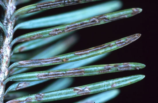 Image of <i>Rhabdocline pseudotsugae</i> Syd. 1922