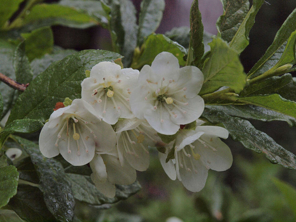 Rhododendron albiflorum Hook. resmi