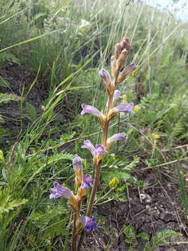 Phelipanche purpurea (Jacq.) Soják resmi