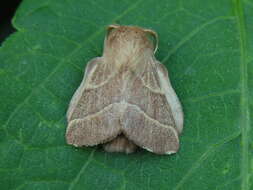 Image of lackey moth