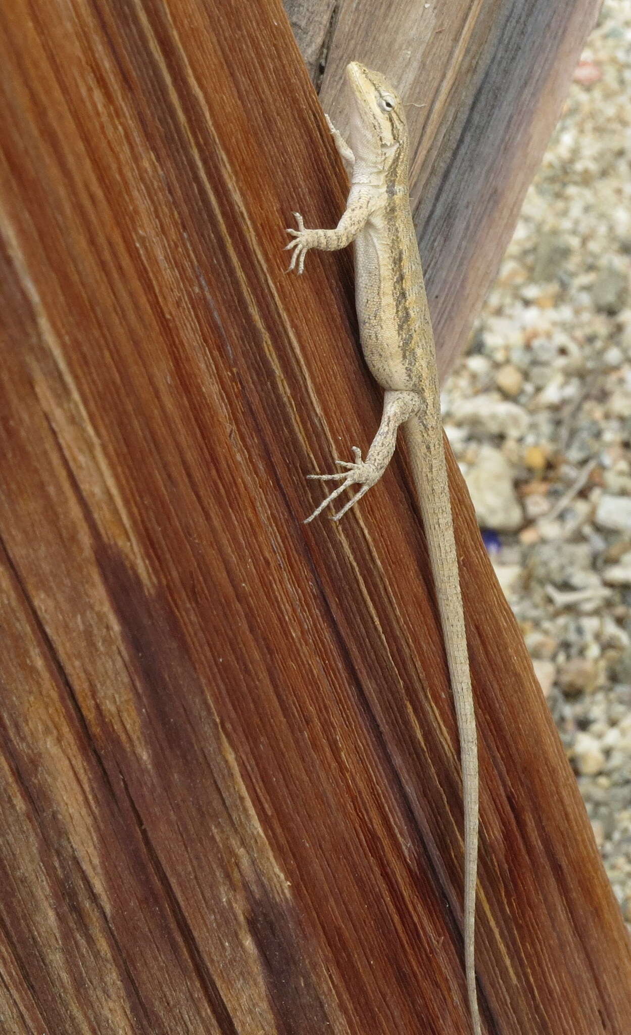 Image of Brush Lizard