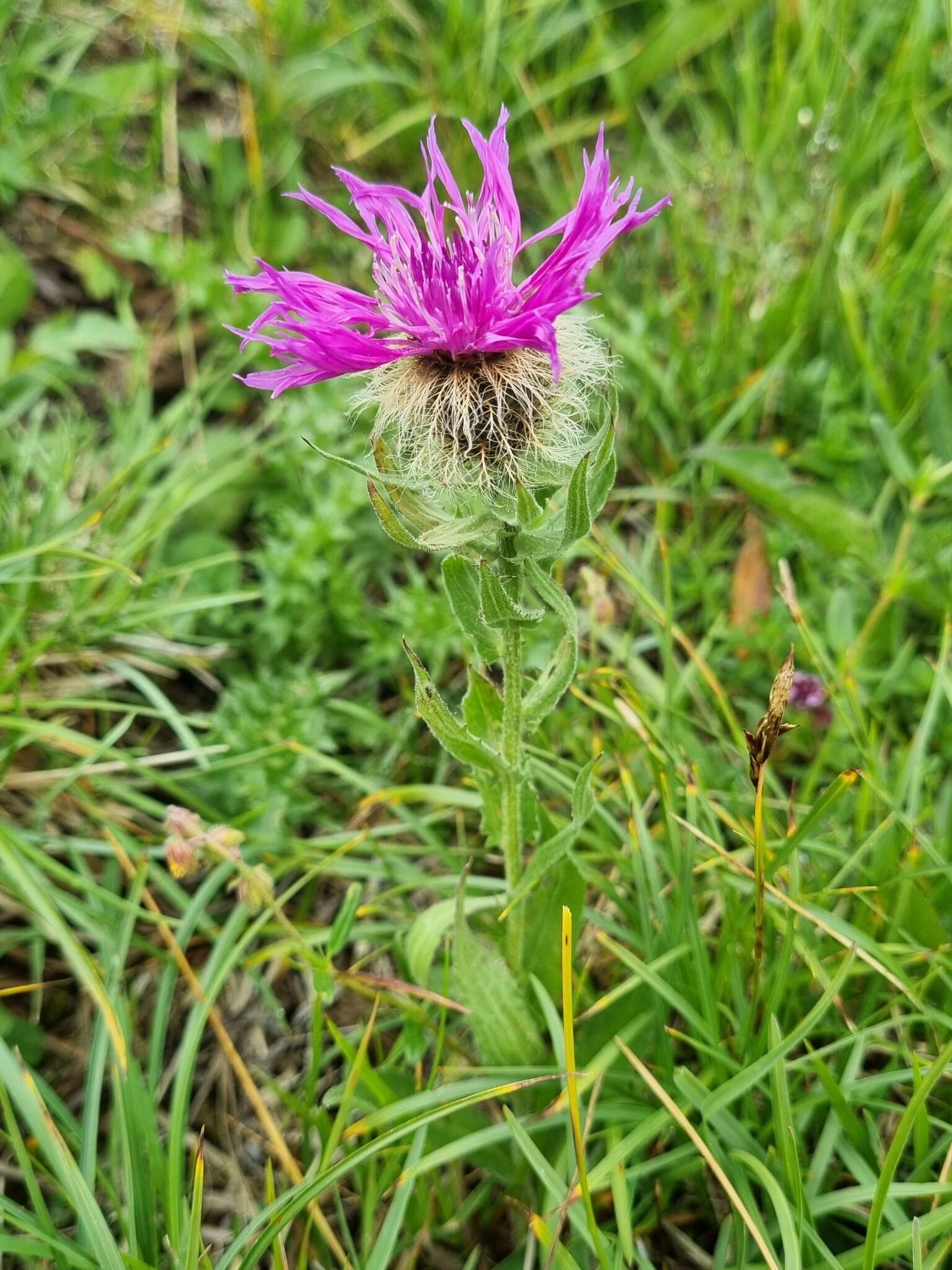 Image of singleflower knapweed