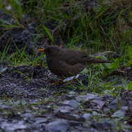 Turdus chiguanco d'Orbigny & Lafresnaye 1837 resmi