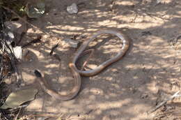 Image of Plains Blackhead Snake